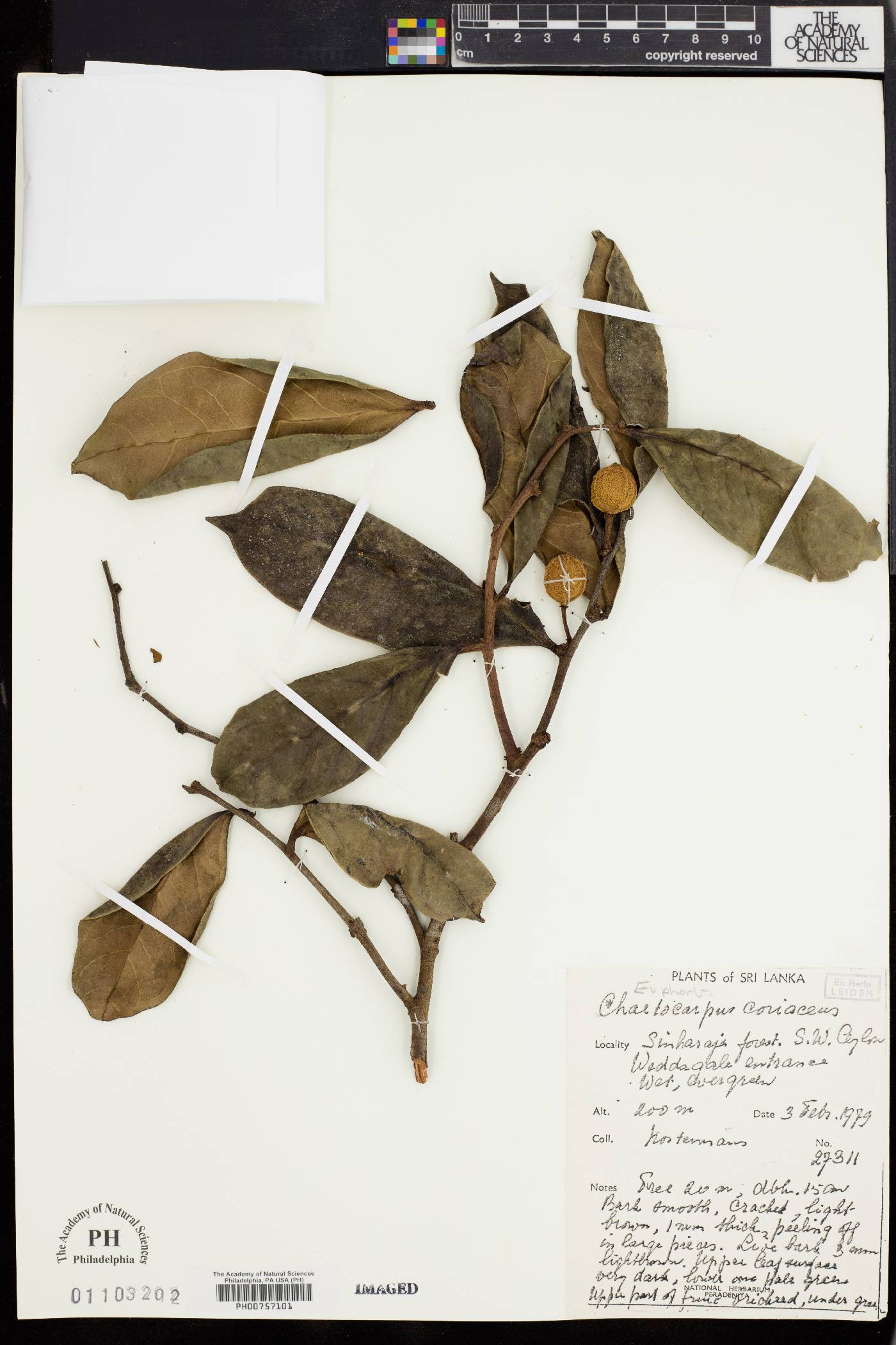 Chaetocarpus coriaceus image