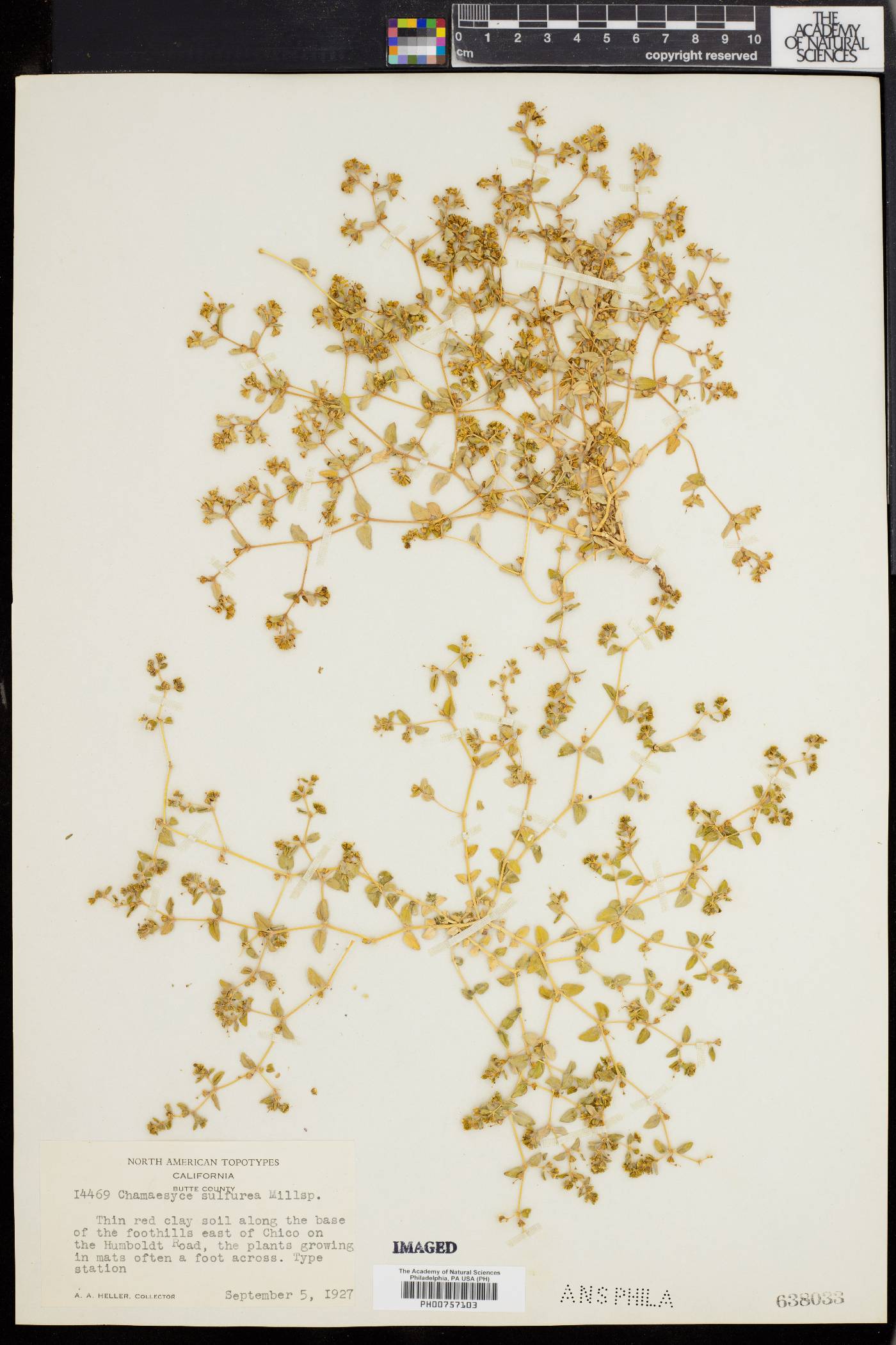Chamaesyce sulfurea image