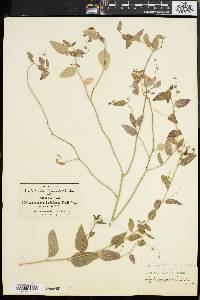 Chiropetalum schiedeanum image