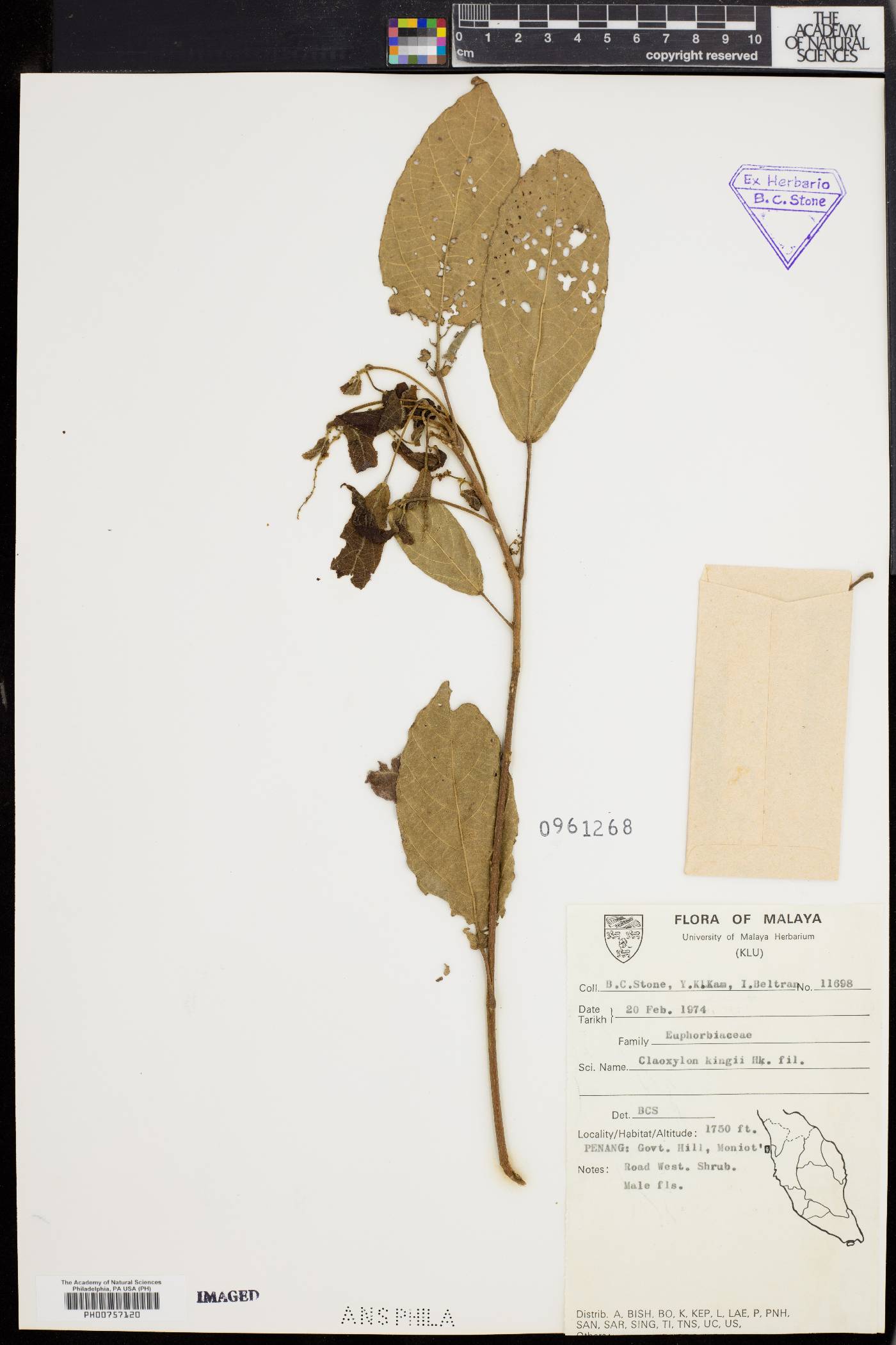 Claoxylon kingii image