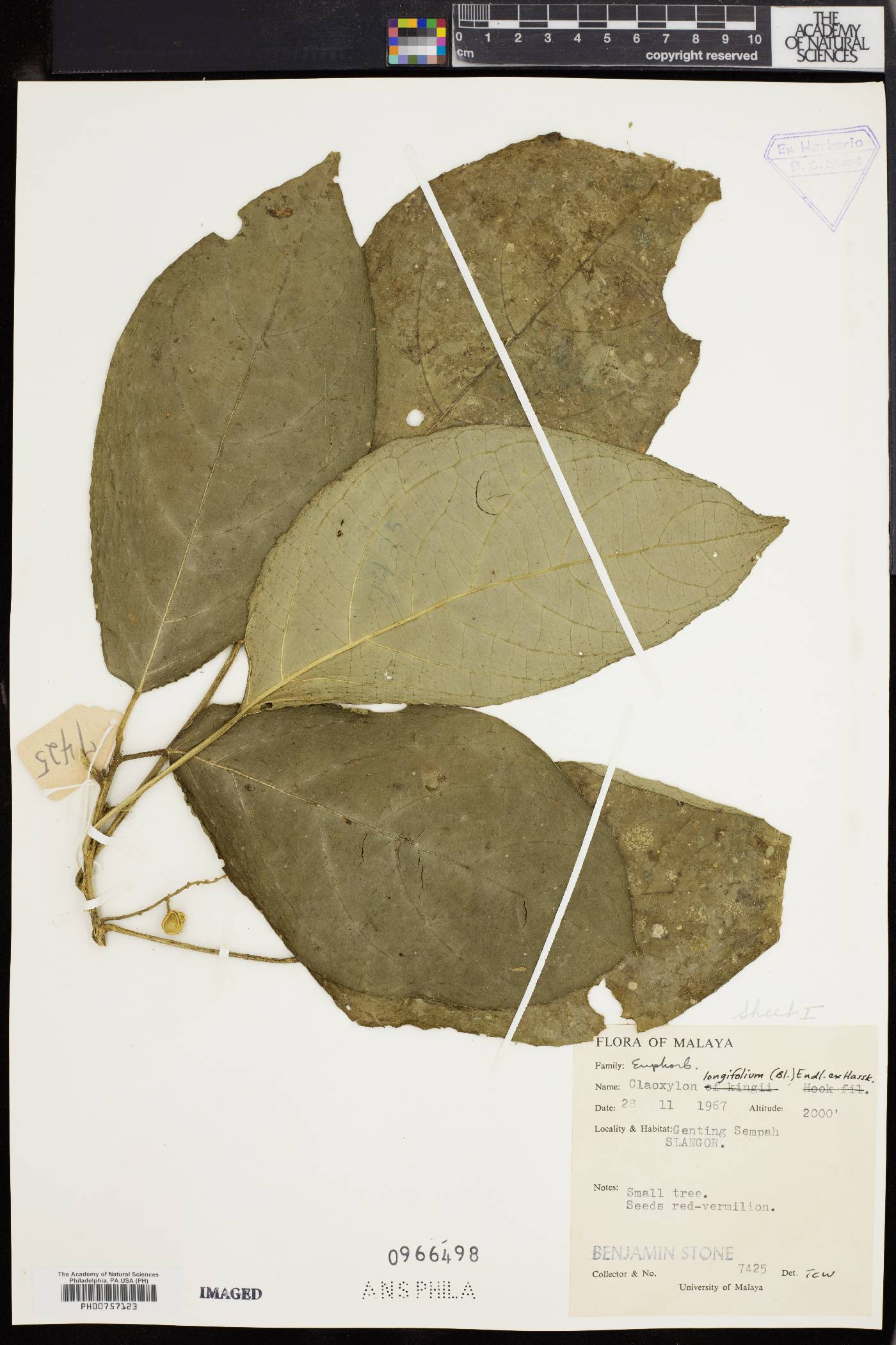 Claoxylon longifolium image