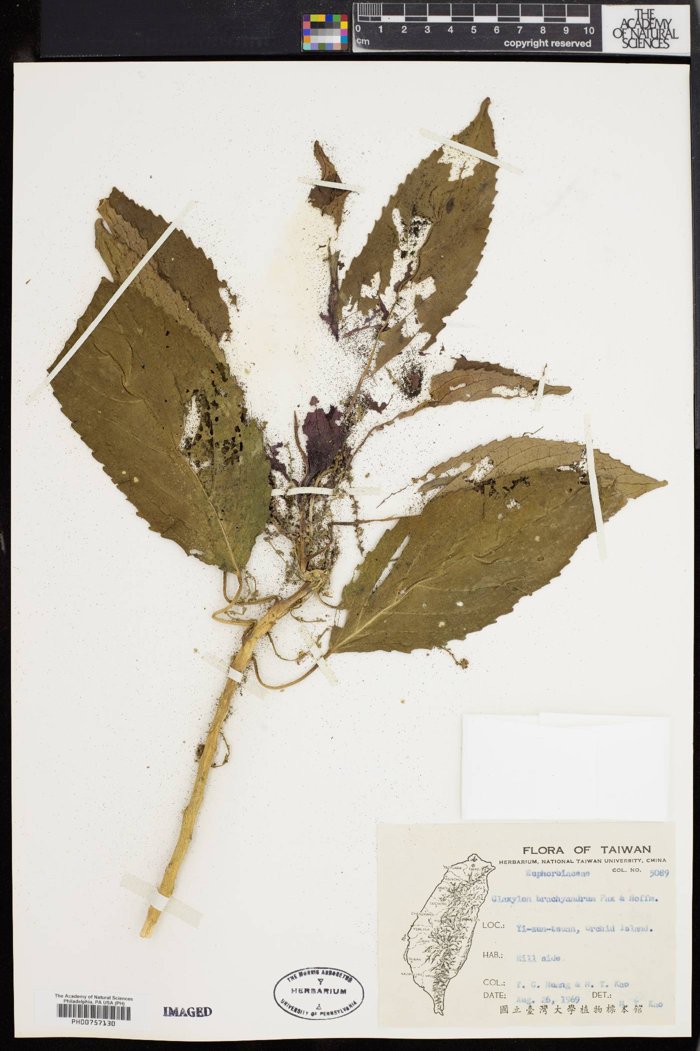 Claoxylon brachyandrum image