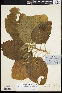 Claoxylon indicum image