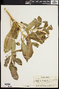 Claoxylon sandwicense image