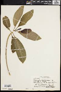 Claoxylon sandwicense image