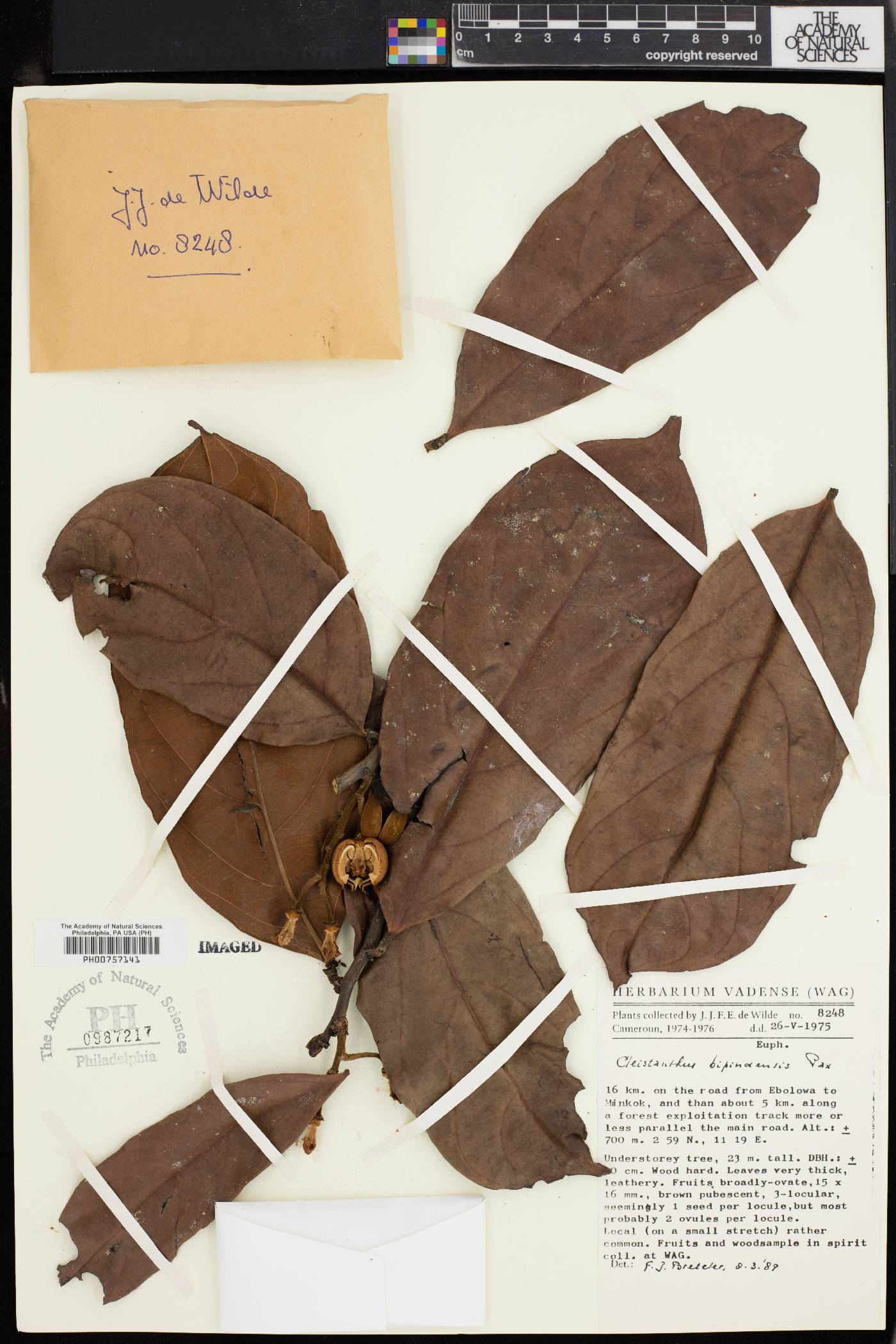 Cleistanthus bipindensis image