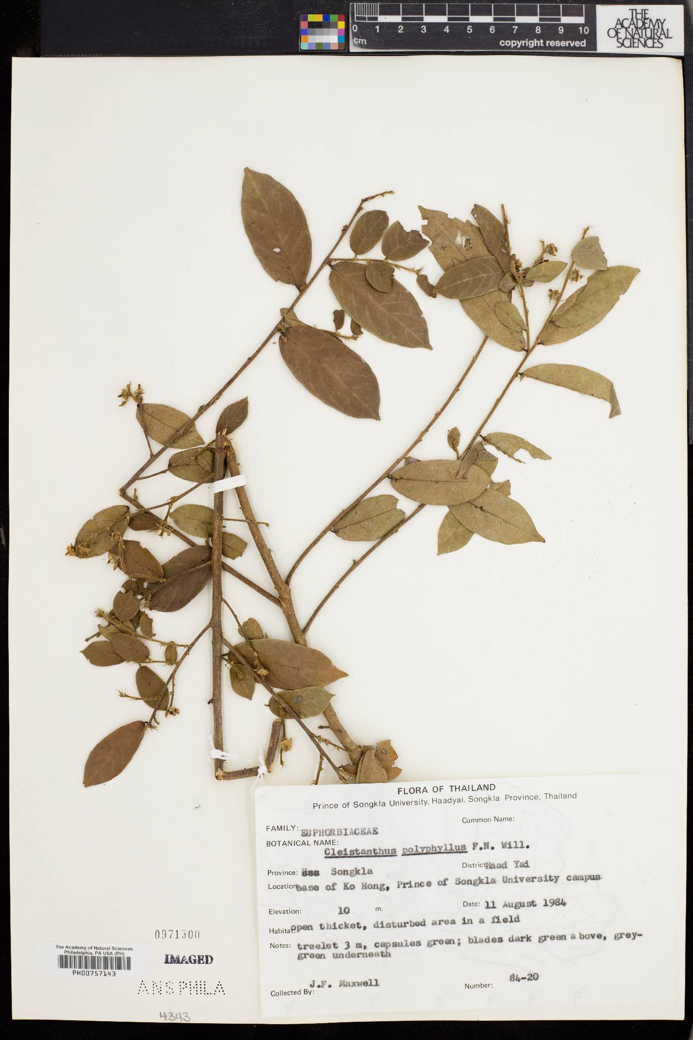 Cleistanthus polyphyllus image