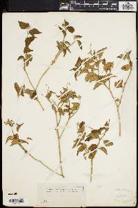 Croton flavens image