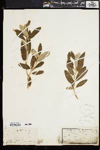 Croton suaveolens image
