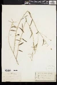 Croton texensis image