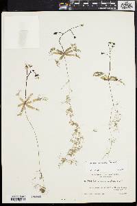 Utricularia radiata image