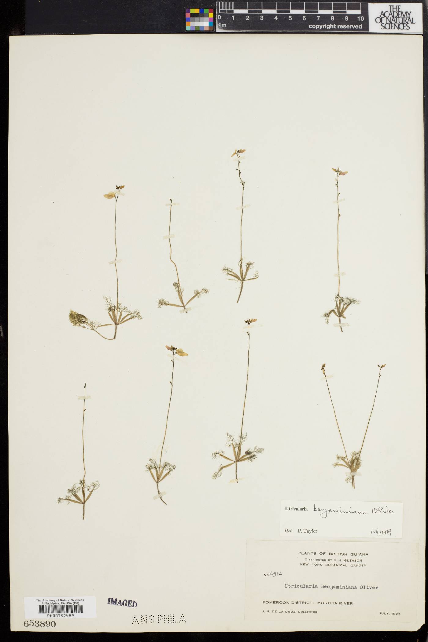 Utricularia benjaminiana image