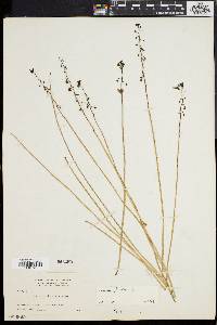 Utricularia foliosa image