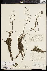 Utricularia foliosa image