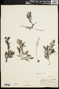 Utricularia foliosa image