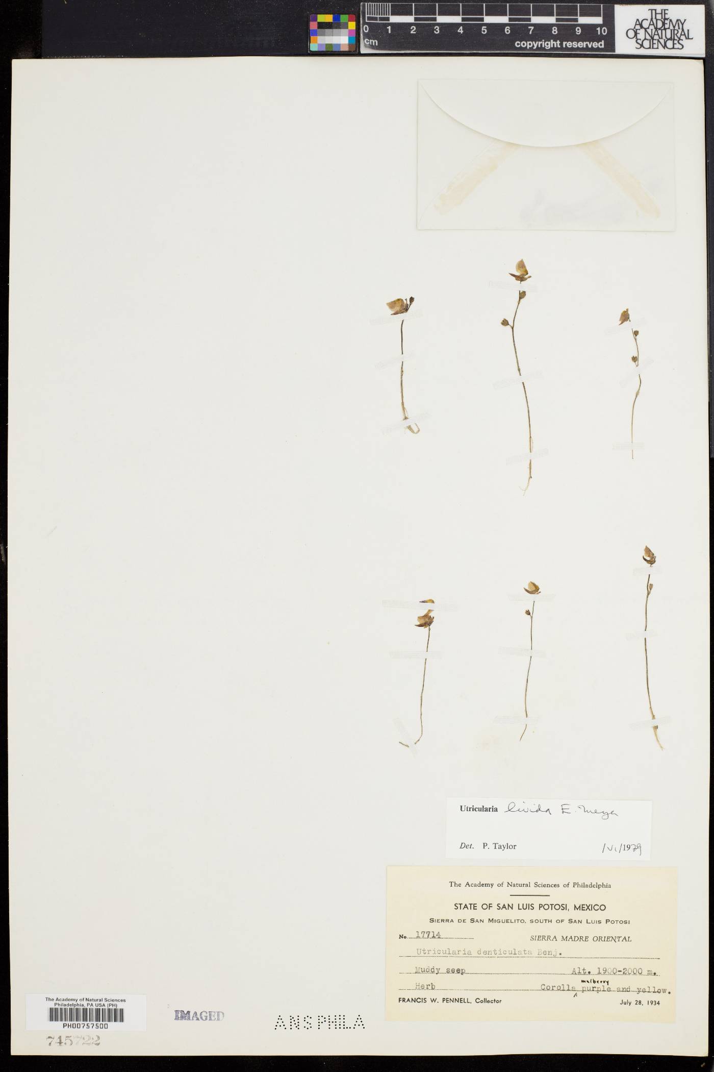 Utricularia livida image