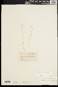 Utricularia pusilla image