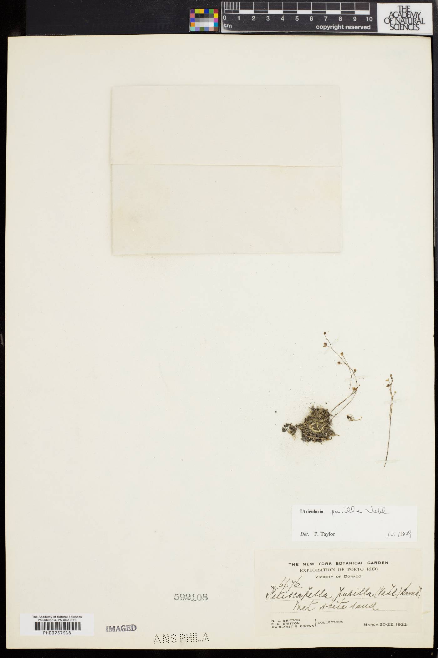 Utricularia pusilla image