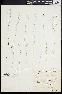 Utricularia pusilla image
