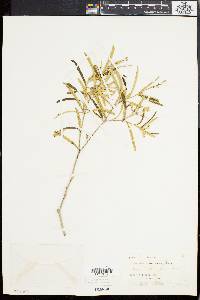 Croton linearis image