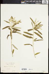 Croton linearis image