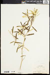 Croton linearis image