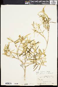 Croton linearis image