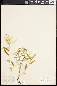 Croton linearis image