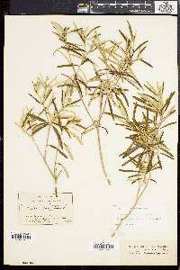 Croton linearis image