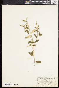 Croton linearis image