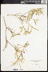 Croton linearis image