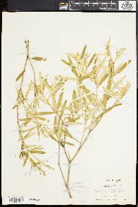 Croton linearis image