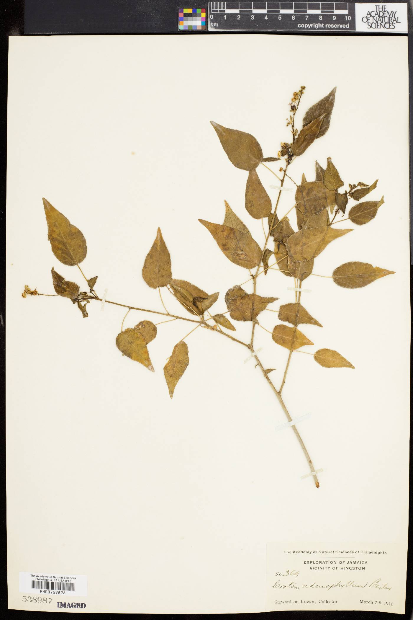Croton adenophyllus image