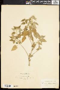 Croton flavens image