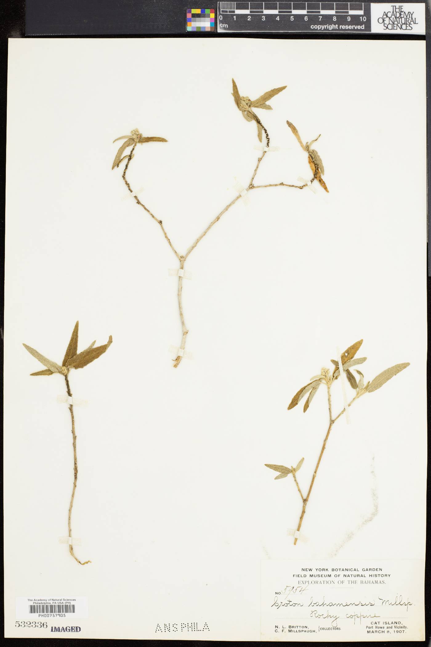 Croton glabellus subsp. polytrichus image