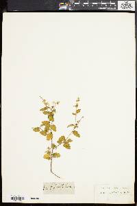 Croton betulinus image