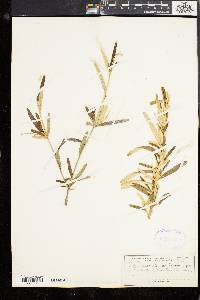 Croton linearis image