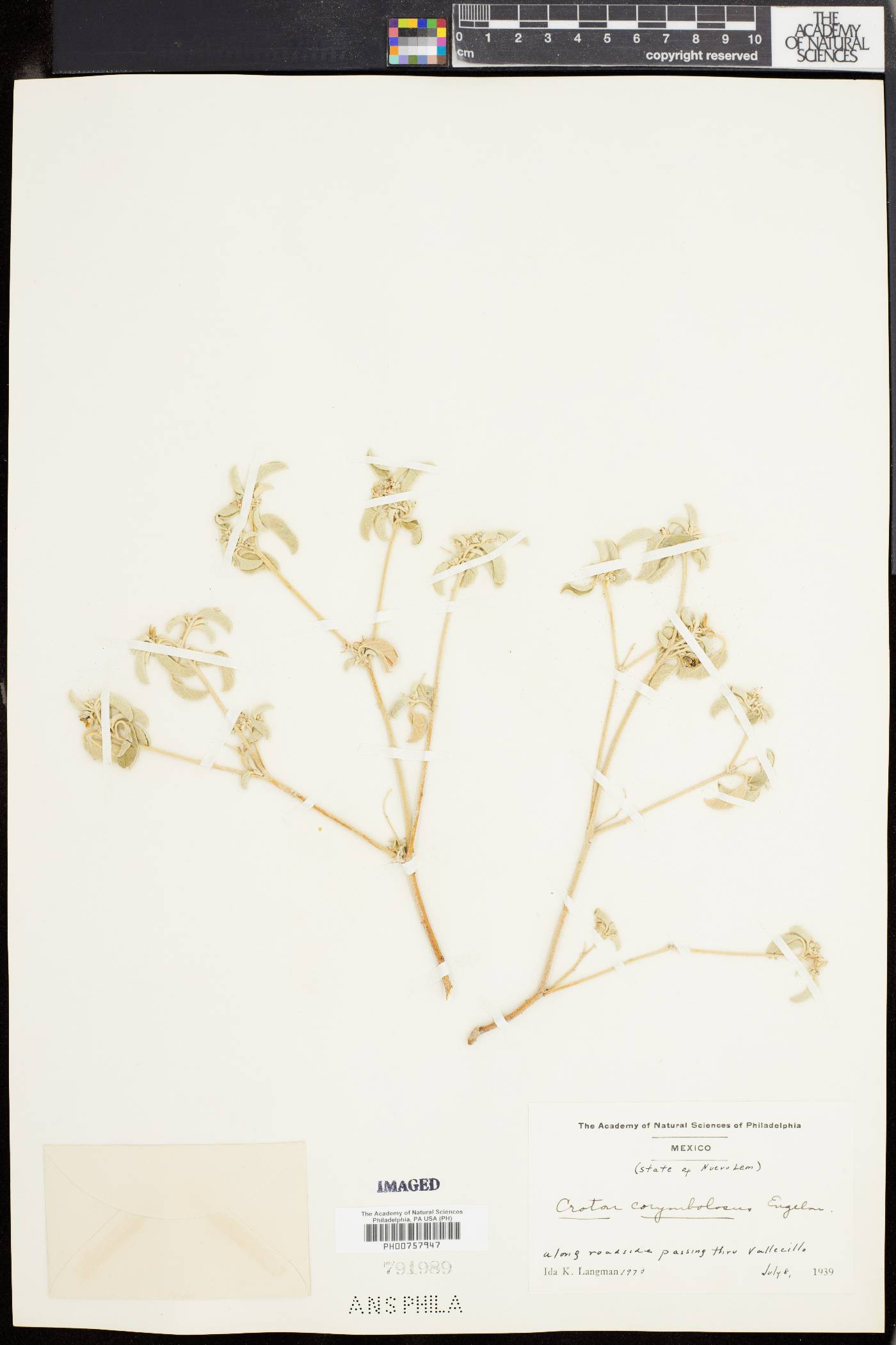 Croton pottsii var. pottsii image
