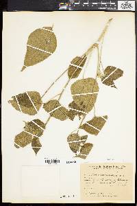 Croton lachnostachyus image