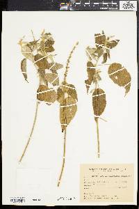 Croton lachnostachyus image