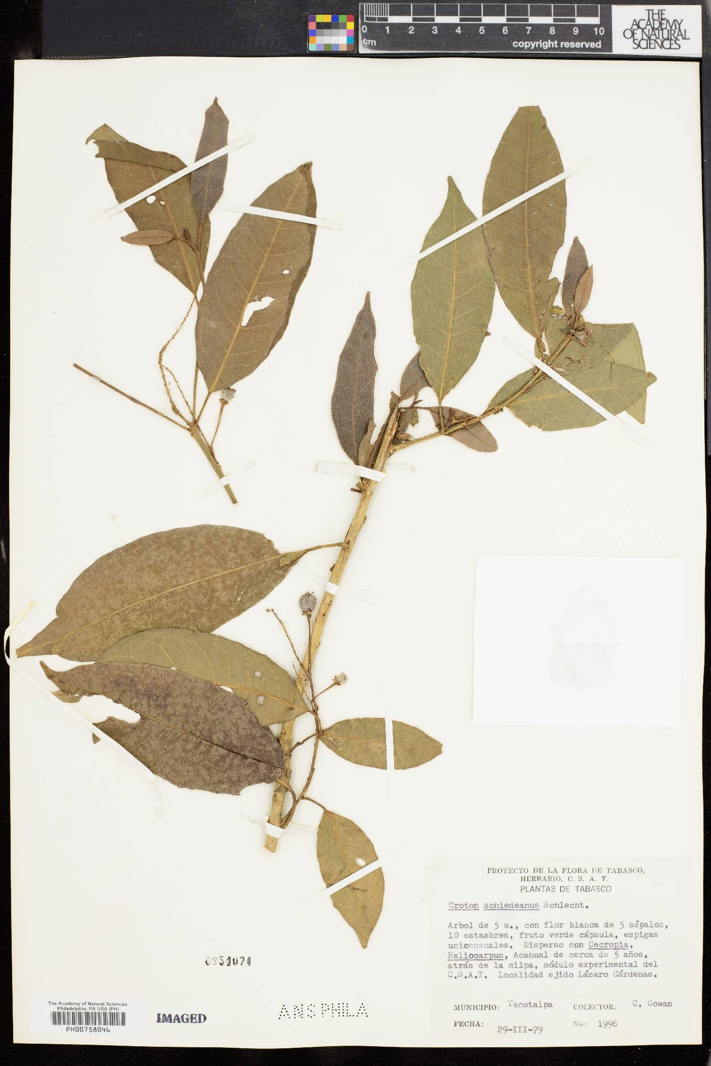 Croton schiedeanus image