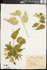 Croton lachnostachyus image