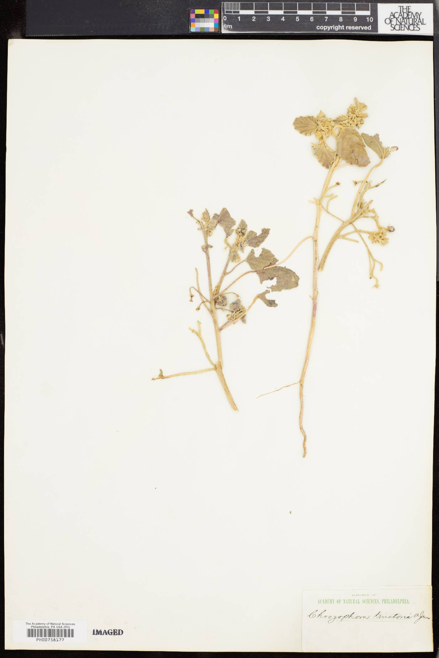 Chrozophora tinctoria image