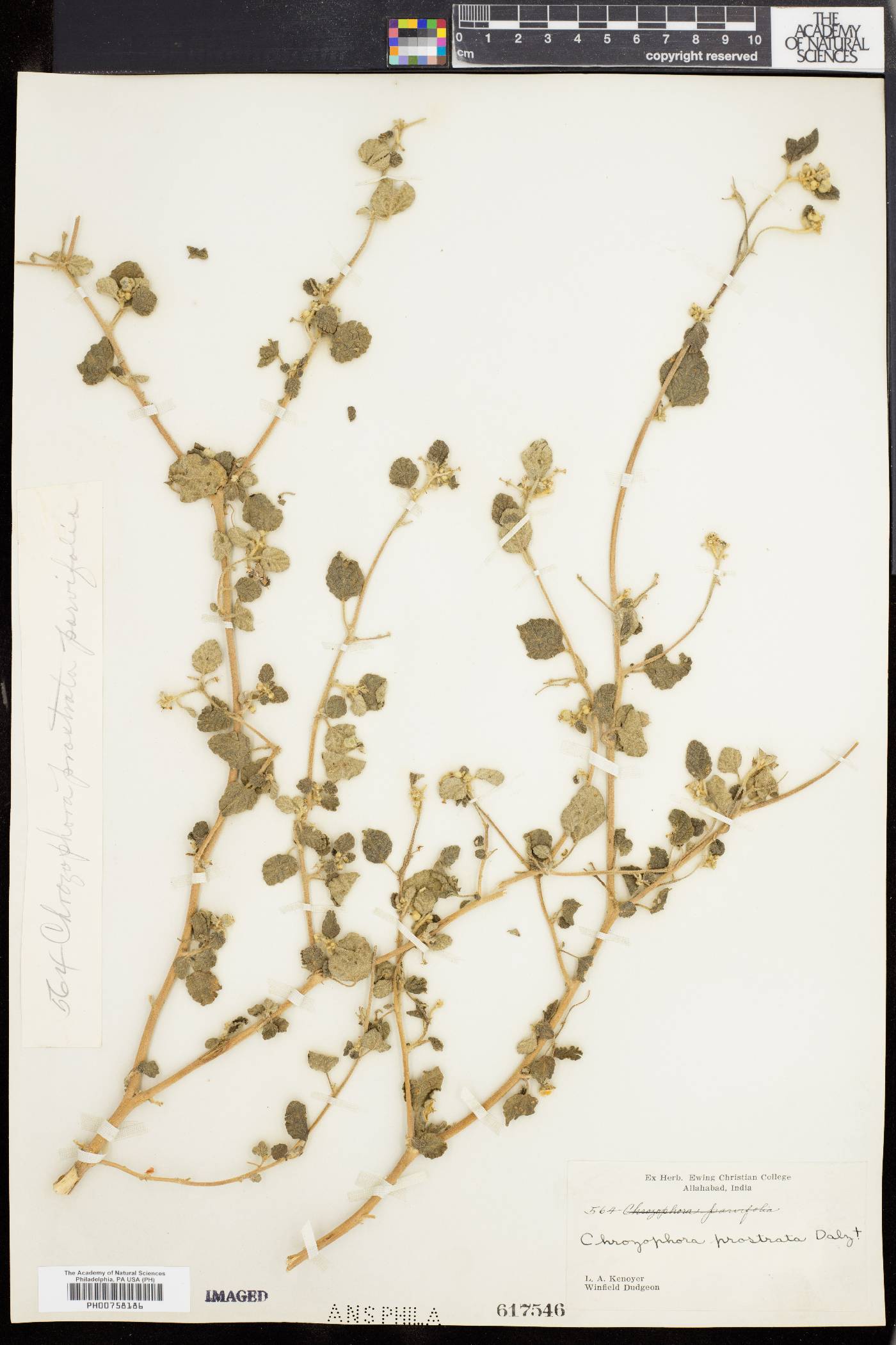 Chrozophora prostrata image