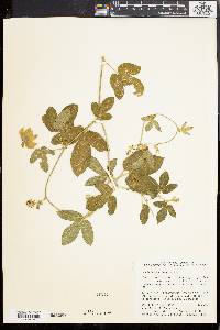 Dalechampia scandens image