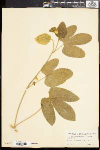 Dalechampia canescens image