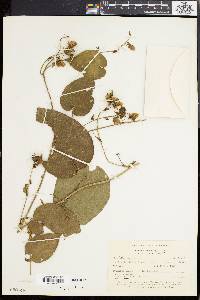 Dalechampia canescens image