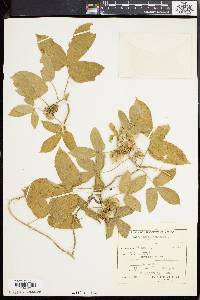 Dalechampia scandens image