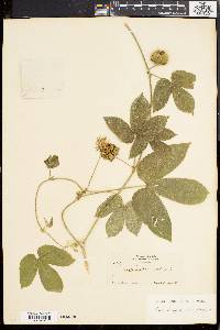 Dalechampia scandens image