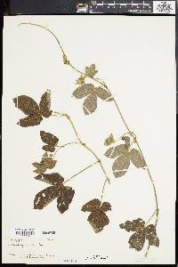 Dalechampia scandens image